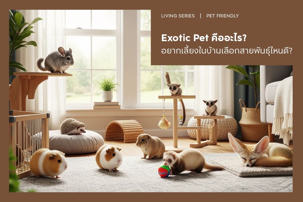 Exotic Pet คืออะไร อยากเลี้ยงในบ้านเลือกสายพันธุ์ไหนดี?