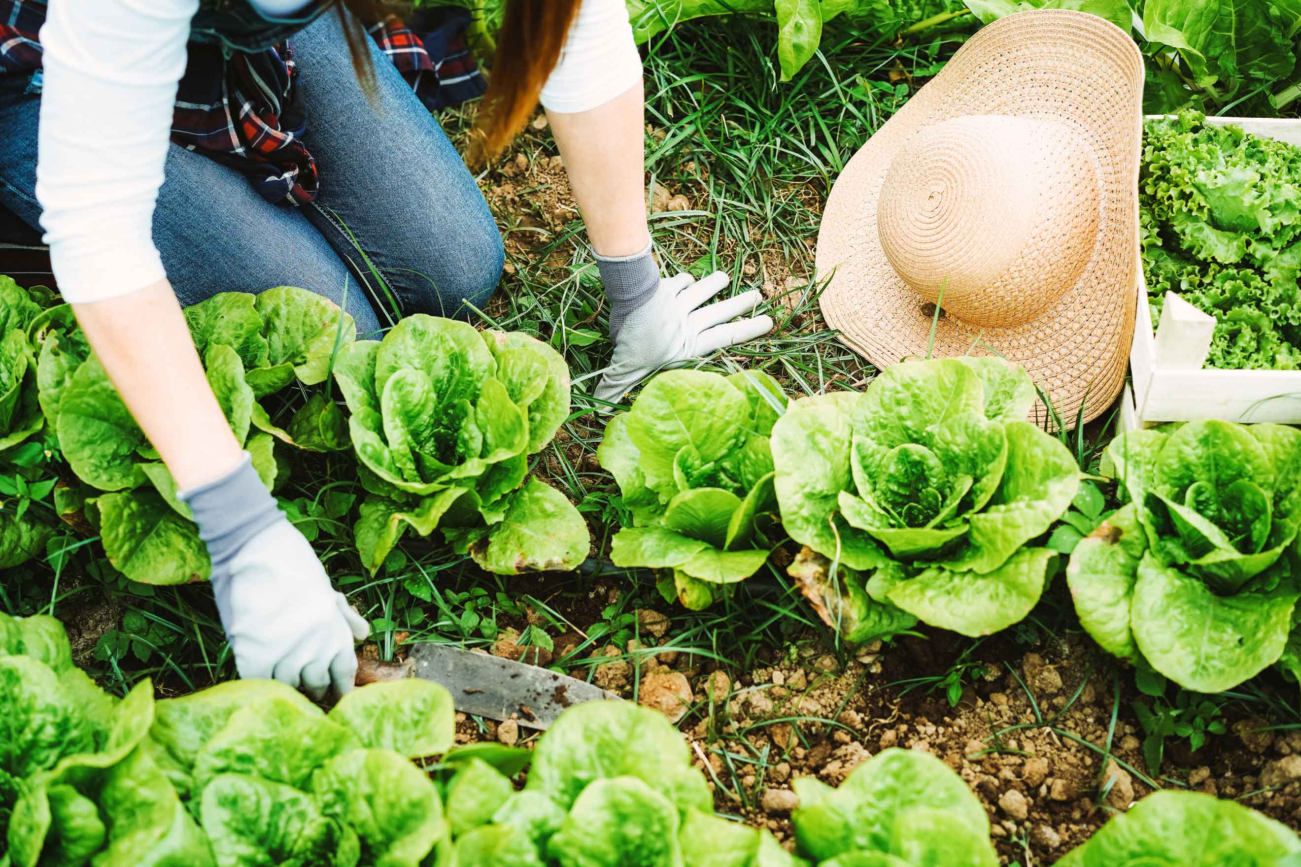 ขั้นตอนปลูกผักสลัดด้วยตัวเองแบบง่ายๆ ที่มือใหม่ก็ทำได้
