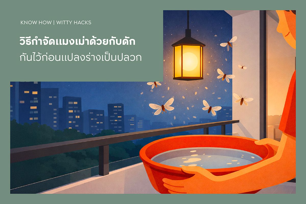 วิธีกำจัดแมงเม่าด้วยกับดัก กันไว้ก่อนแปลงร่างเป็นปลวก