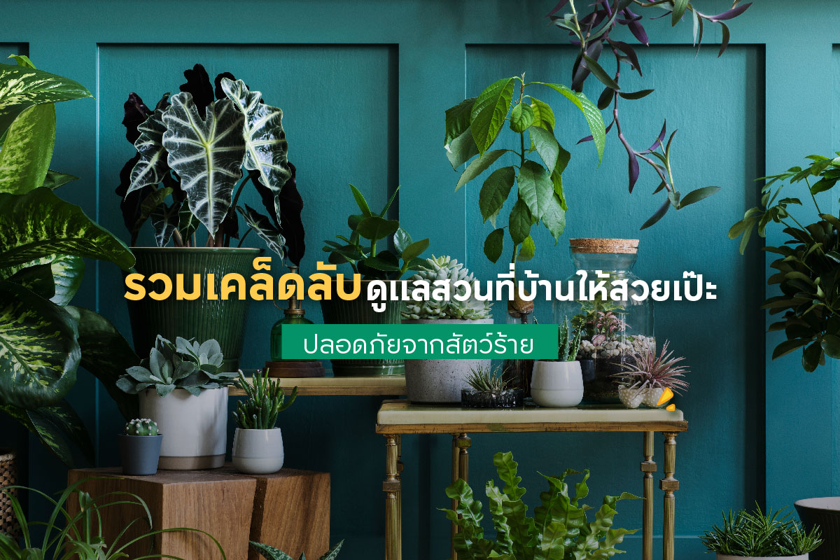 รวมเคล็ดลับดูแลสวนที่บ้านให้สวยเป๊ะ ปลอดภัยจากสัตว์ร้าย