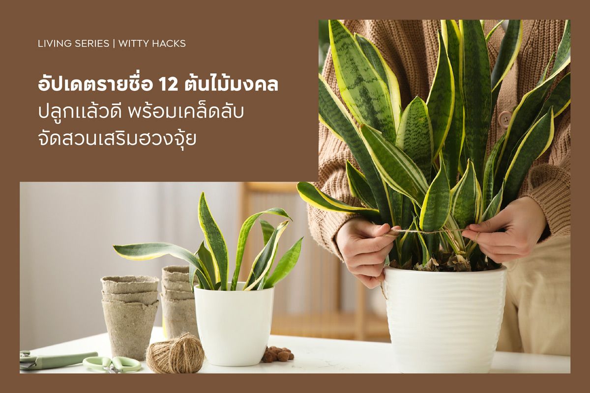 อัปเดตรายชื่อ 12 ต้นไม้มงคล ปลูกแล้วดี พร้อมเคล็ดลับจัดสวนเสริมฮวงจุ้ย