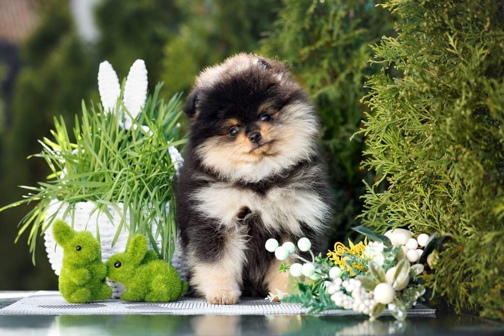 สุนัขพันธุ์เล็ก ปอมเมอเรเนียน (Pomeranian)