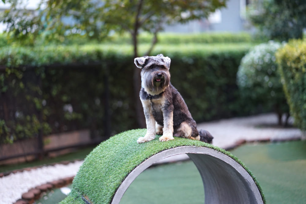 02_pet-friendly-condominium.jpg Pet Playground สำหรับสัตว์เลี้ยง