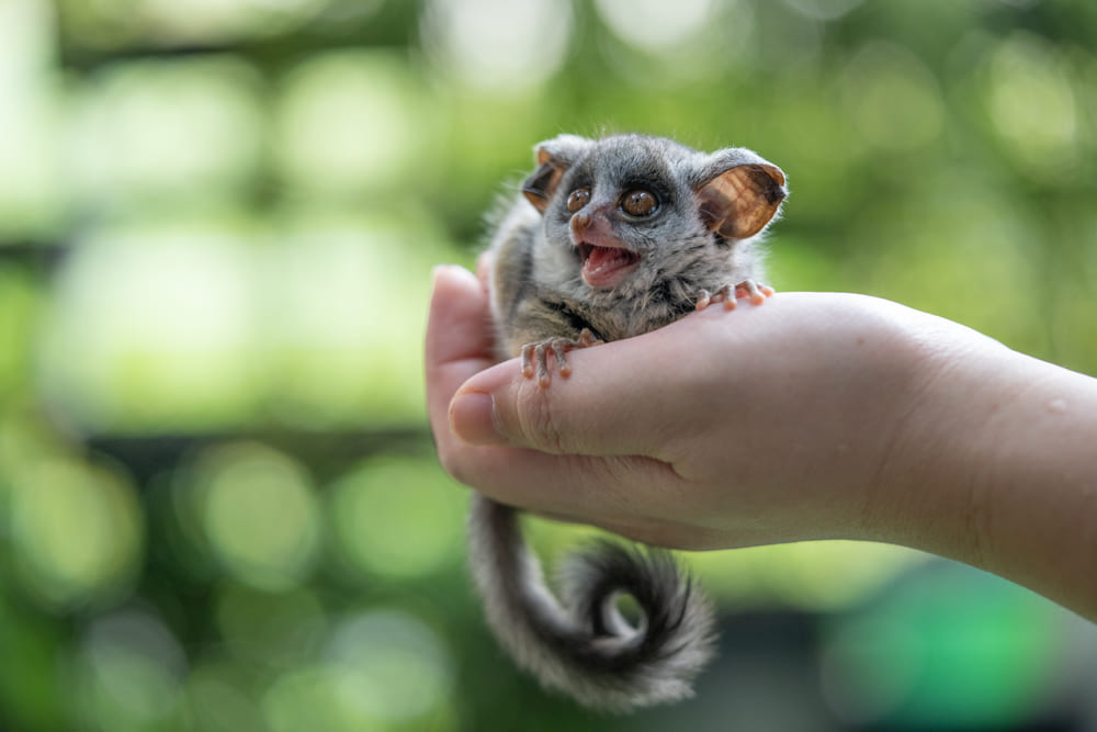 13_what-is-exotic-pet.jpg Exotic Pet บุชเบบี้ (Bush Baby)