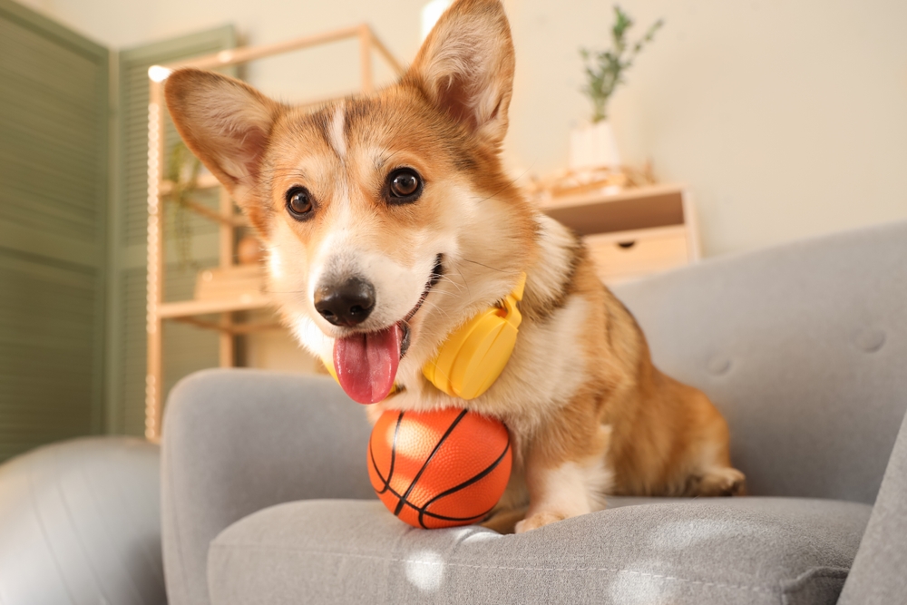 สุนัขพันธุ์กลาง คอร์กี้ (Welsh Corgi)