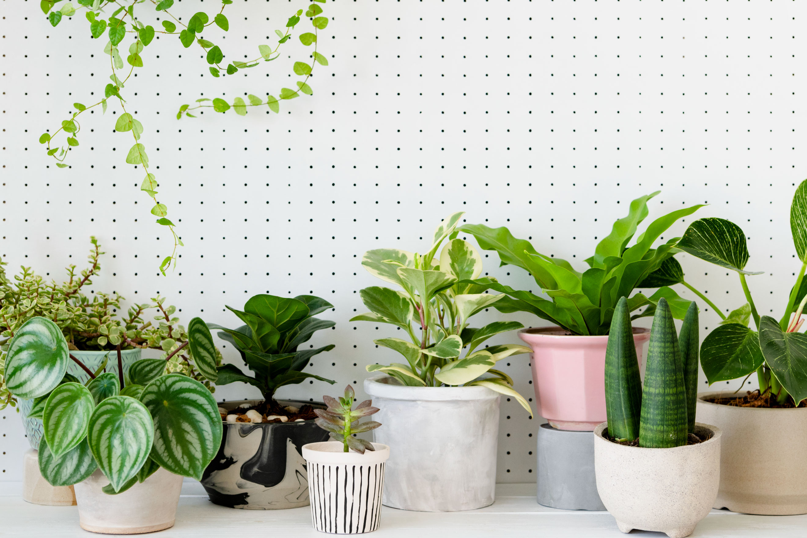 อัปเดตรายชื่อ 12 ต้นไม้มงคล ปลูกแล้วดี พร้อมเคล็ดลับจัดสวนเสริมฮวงจุ้ย