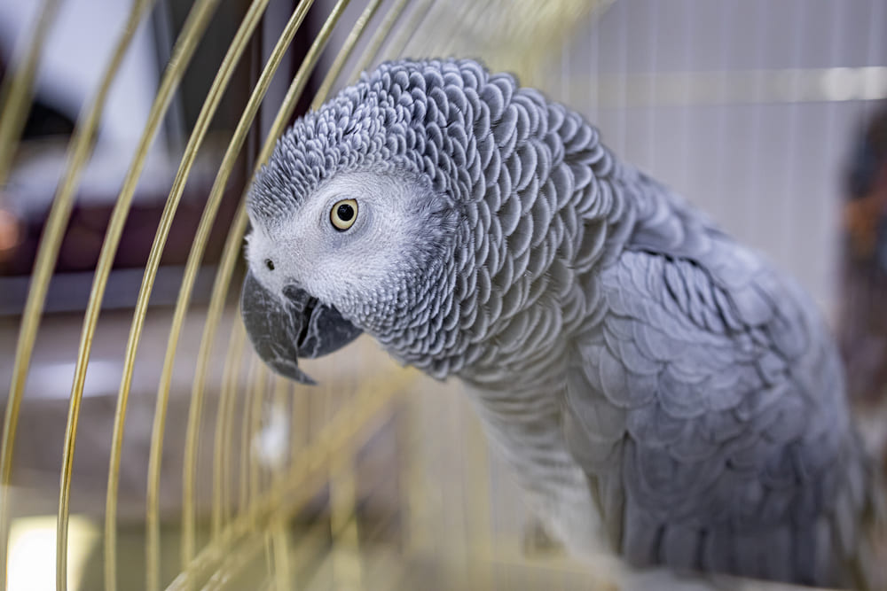 07_popular-parrot-species.jpg สายพันธุ์นกแก้วยอดนิยม นกแก้วแอฟริกันเกรย์ (African Grey Parrot)