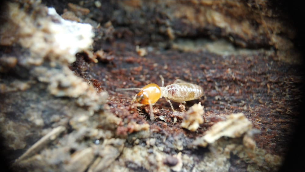 ปลวกไม้แห้ง (Drywood Termites)