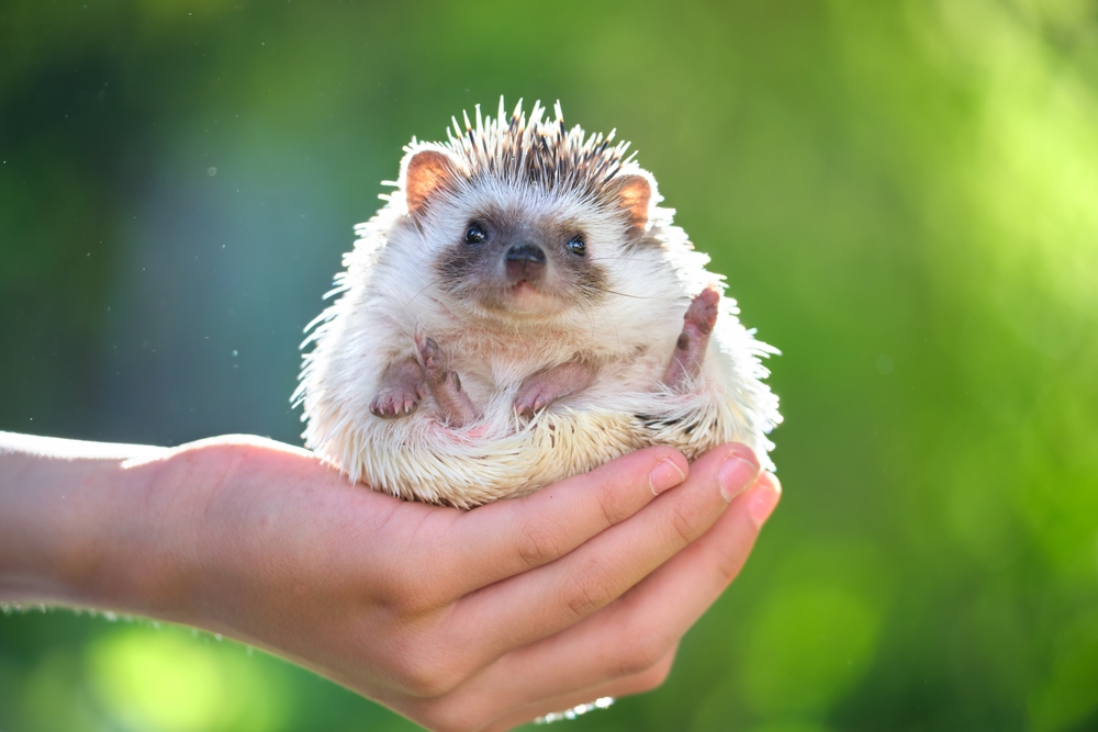 08_what-is-exotic-pet.jpg Exotic Pet เม่นแคระ (Hedgehog)