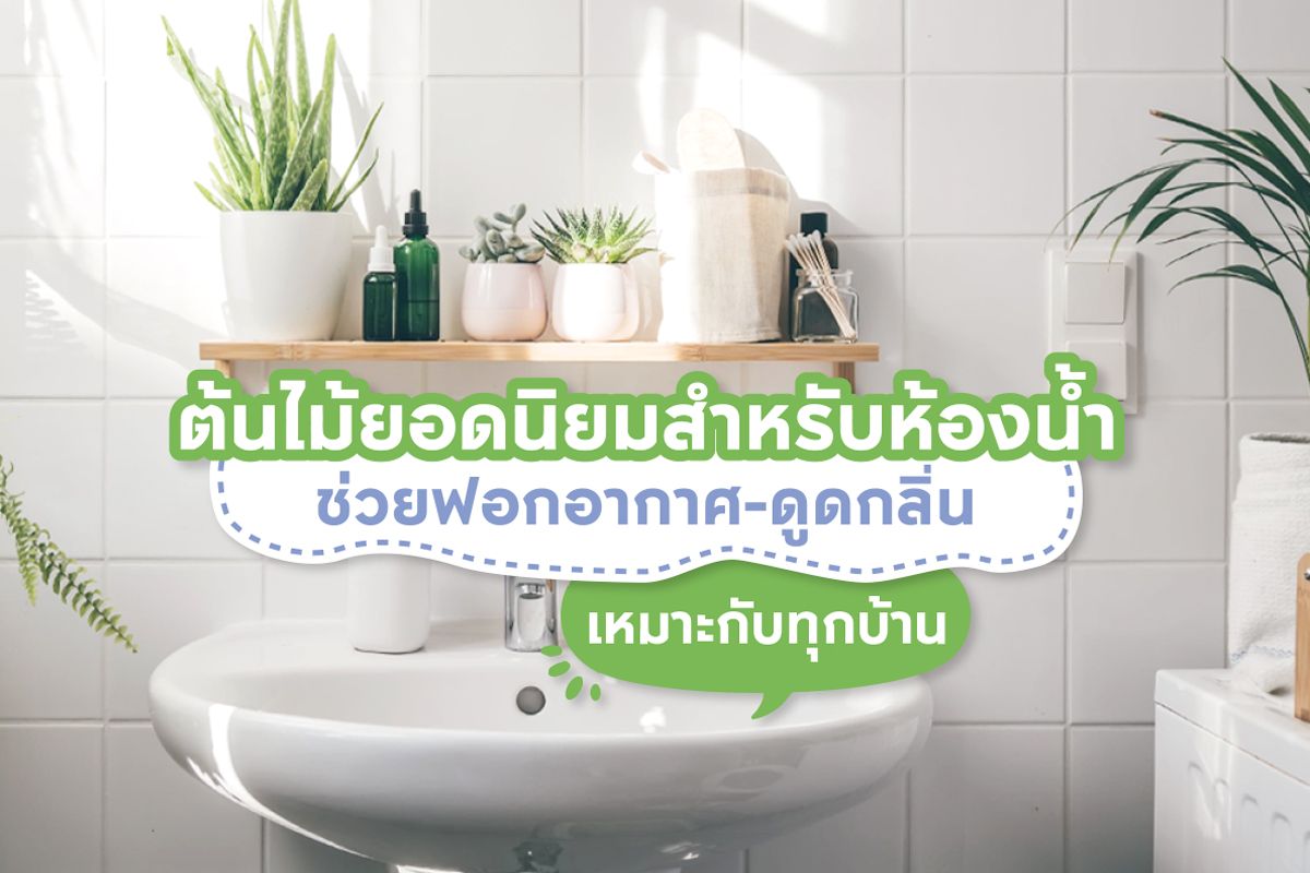 15 ต้นไม้ยอดนิยมสำหรับห้องน้ำ ช่วยฟอกอากาศ-ดูดกลิ่น เหมาะกับทุกบ้าน