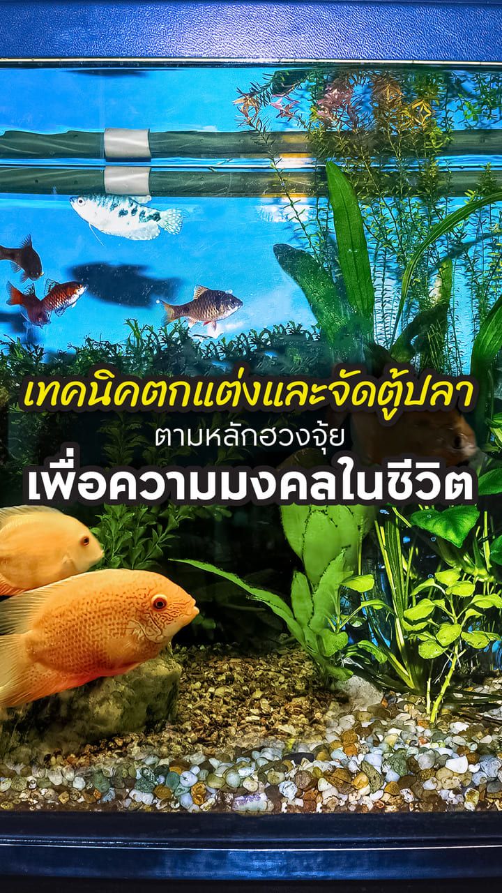 จัดตู้ปลาตามหลักฮวงจุ้ย