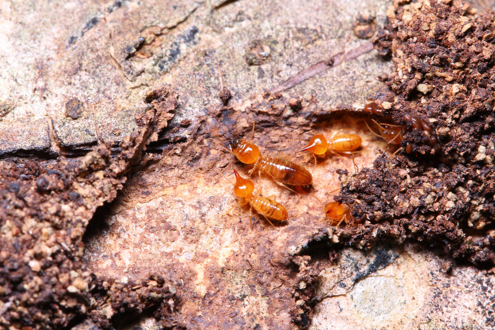 ปลวกไม้ชื้น (Dampwood Termites)
