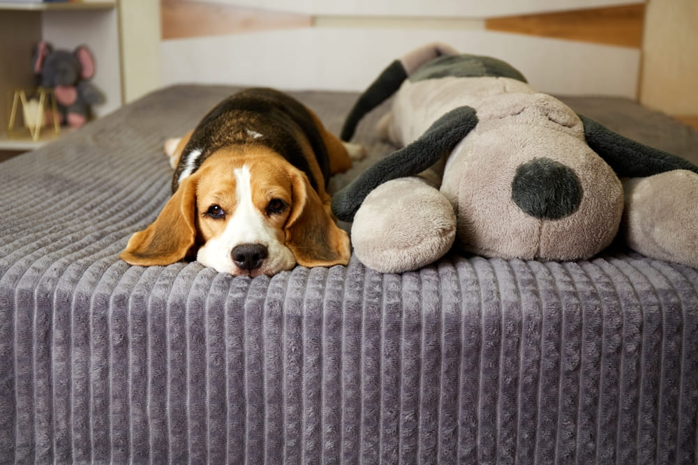 สุนัขพันธุ์กลาง บีเกิ้ล (Beagle)