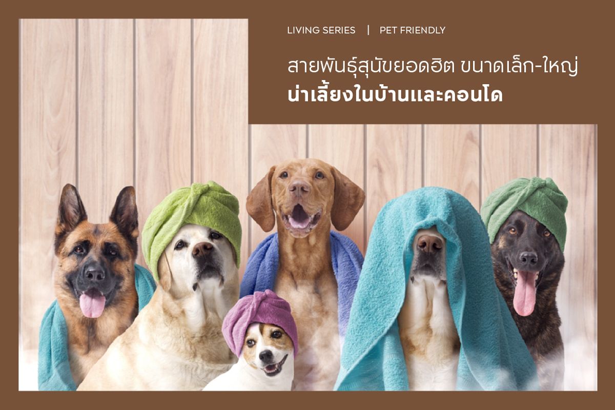 15 สายพันธุ์สุนัขยอดฮิต ขนาดเล็ก-ใหญ่ น่าเลี้ยงในบ้านและคอนโด