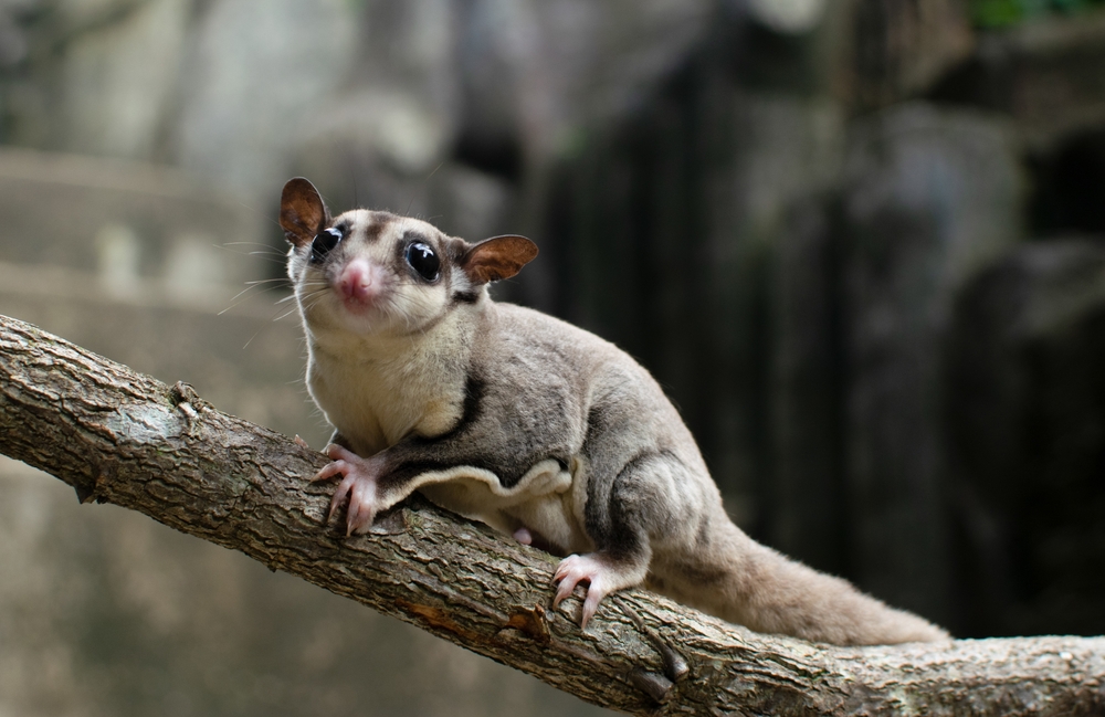 12_what-is-exotic-pet.jpg Exotic Pet ชูการ์ไกลเดอร์ (Sugar Glider)