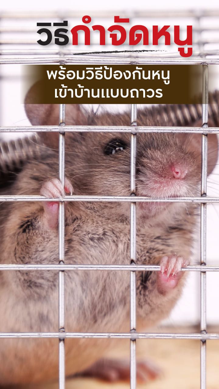 วิธีป้องกันหนูเข้าบ้าน