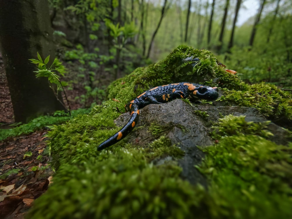 03_what-is-exotic-pet.jpg ซาลาแมนเดอร์ Exotic ในกลุ่มสัตว์ครึ่งบกครึ่งน้ำ