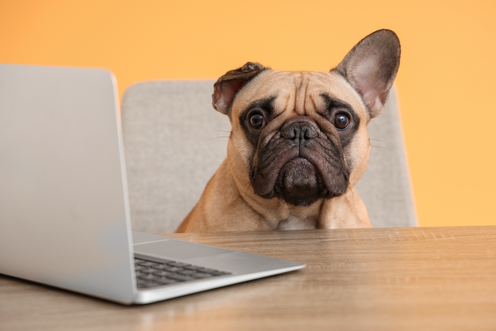 สุนัขพันธุ์กลาง เฟรนช์ บูลด็อก (French Bulldog)