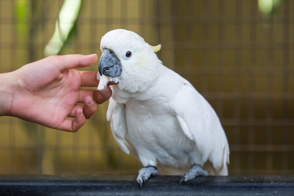 09_popular-parrot-species.jpg สายพันธุ์นกแก้วยอดนิยม นกกระตั้ว/นกค็อกคาทู (Cockatoo)