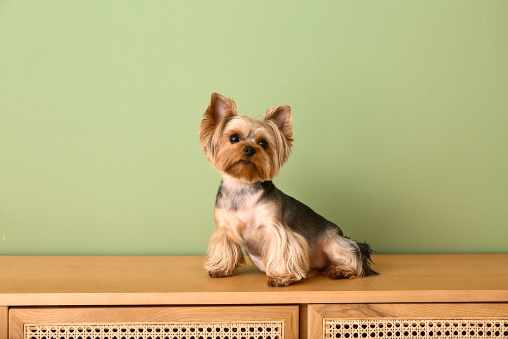 สุนัขพันธุ์เล็ก ยอร์กเชียร์ เทอร์เรีย (Yorkshire Terrier)