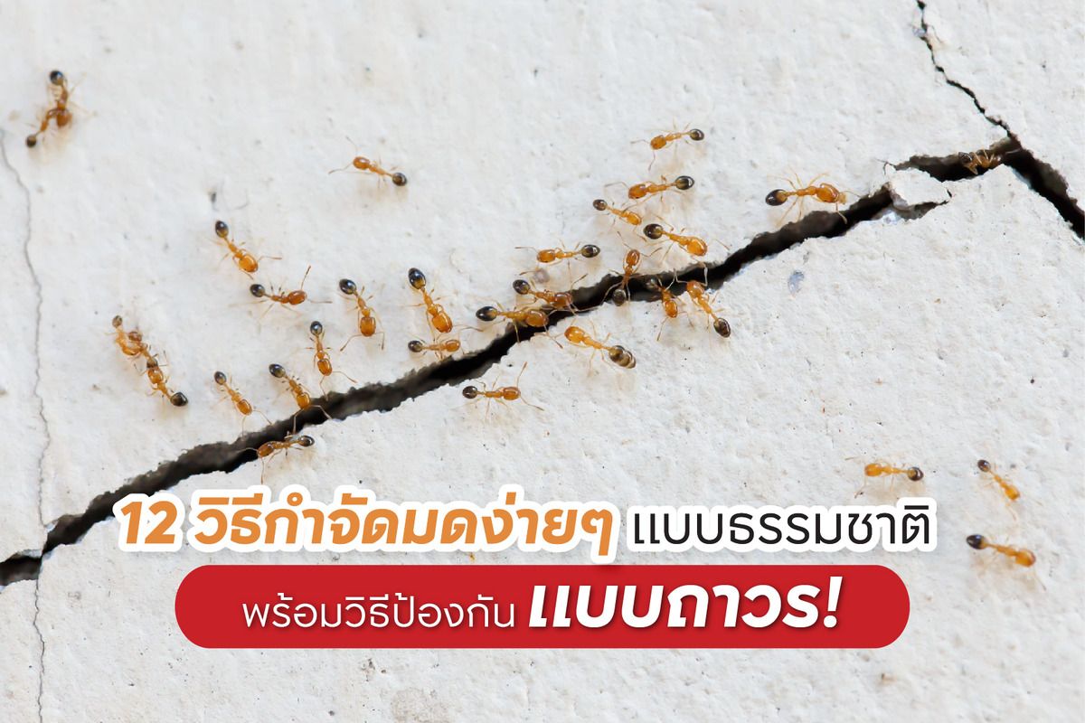 วิธีไล่มด