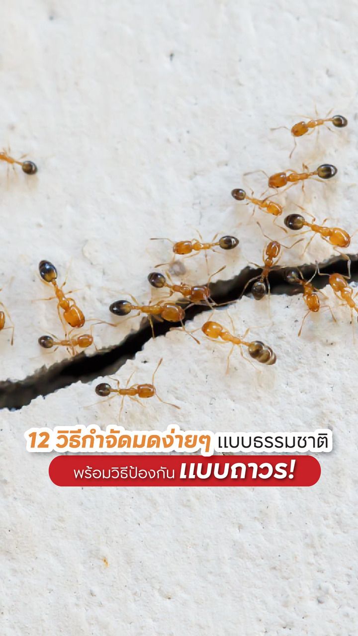 วิธีไล่มด