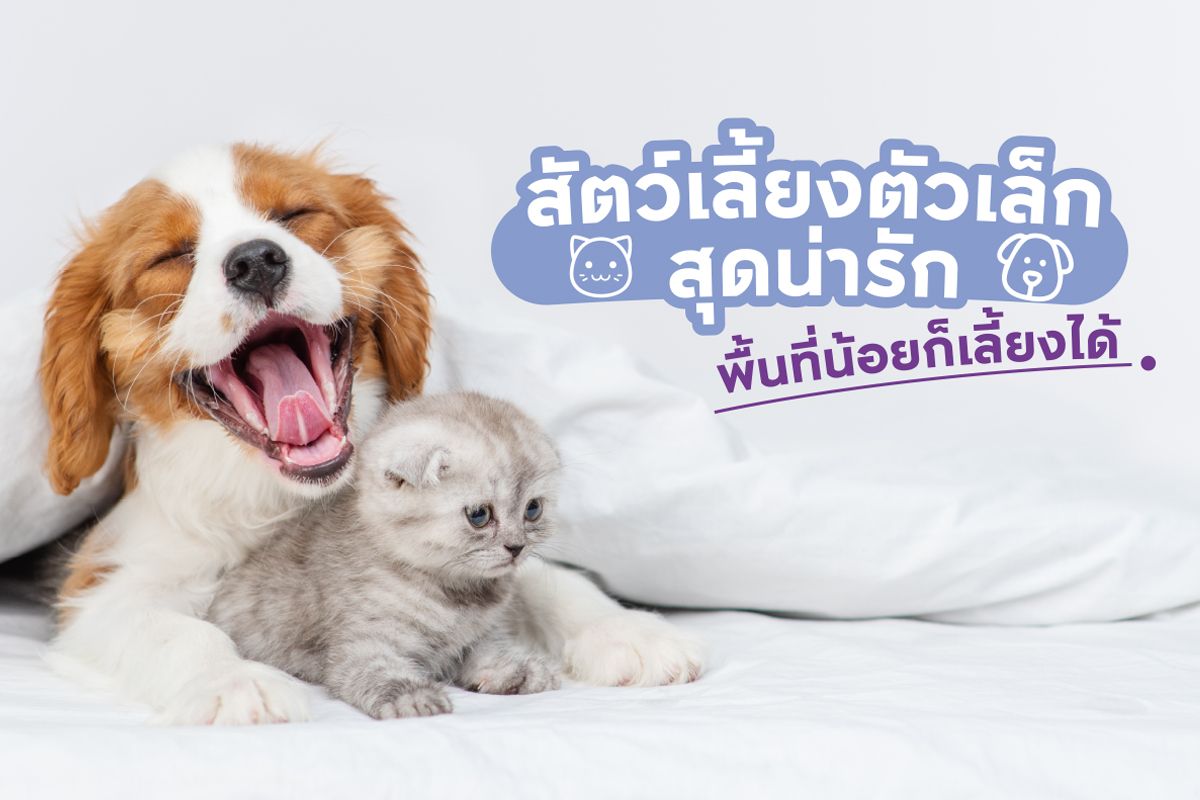 10 สัตว์เลี้ยงตัวเล็ก สุดน่ารัก พื้นที่น้อยก็เลี้ยงได้