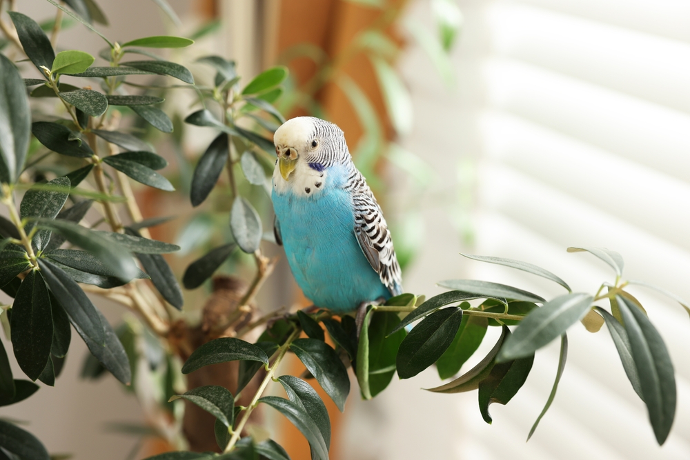 02_popular-parrot-species.jpg สายพันธุ์นกแก้วยอดนิยม นกหงส์หยก (Budgerigar)