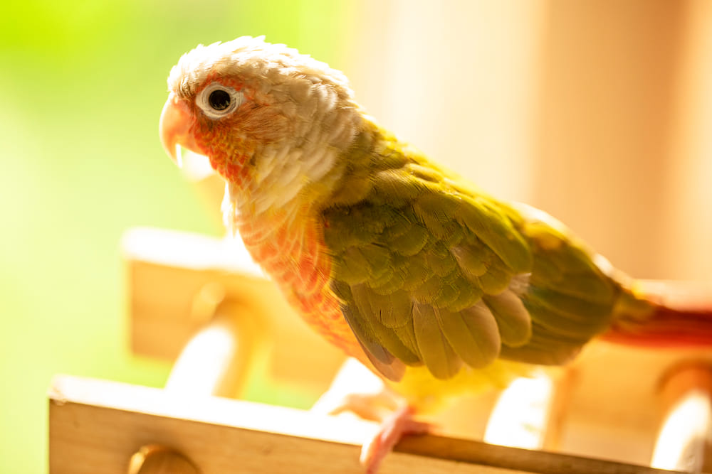 04_popular-parrot-species.jpg สายพันธุ์นกแก้วยอดนิยม นกกรีนชีค คอนัวร์ (Green Cheek Conure)