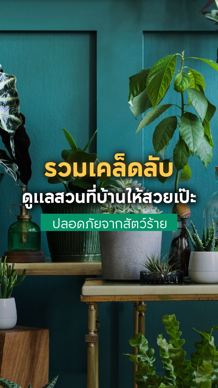 เคล็ดลับดูแลสวนที่บ้านให้สวยเป๊ะ