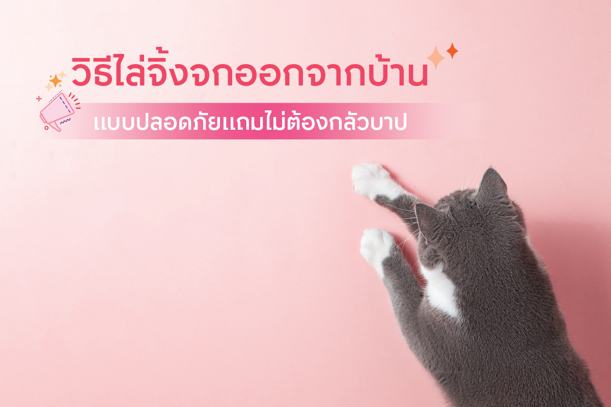 วิธีไล่จิ้งจกออกจากบ้าน แบบปลอดภัยแถมไม่ต้องกลัวบาป