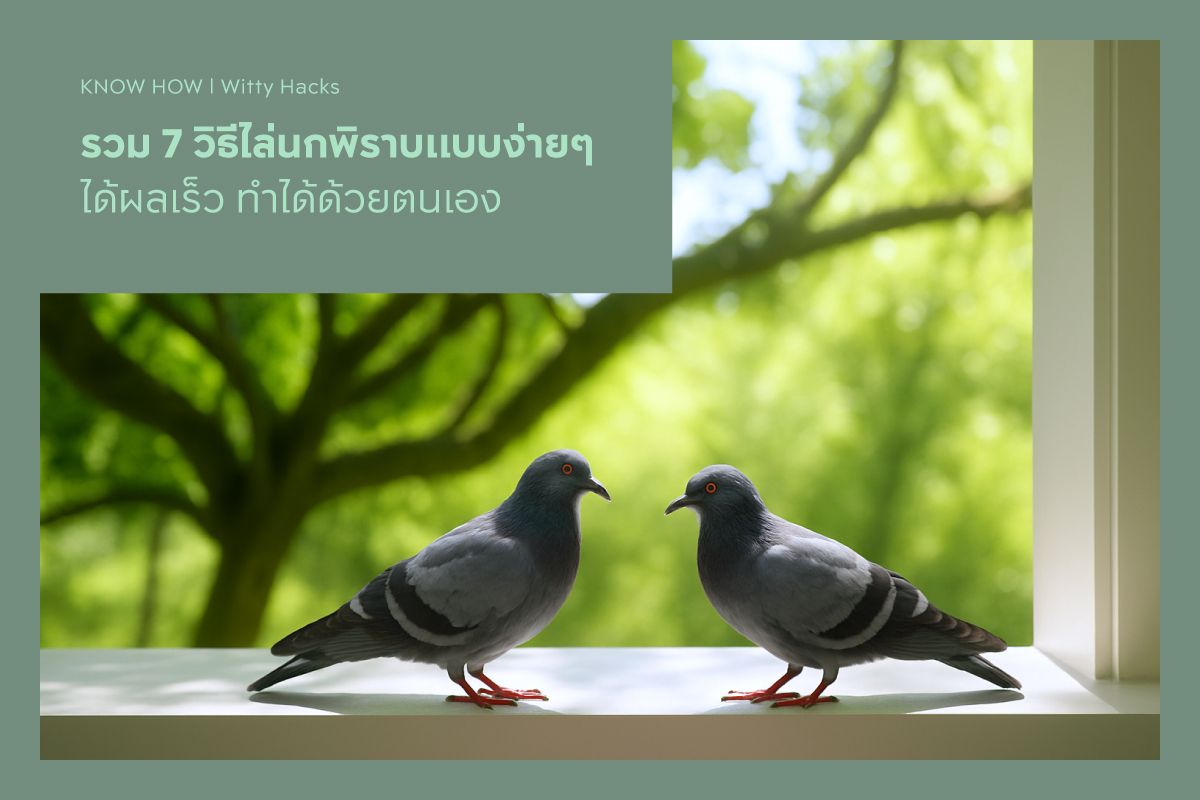 รวม 7 วิธีไล่นกพิราบแบบง่ายๆ ได้ผลเร็ว ทำได้ด้วยตนเอง