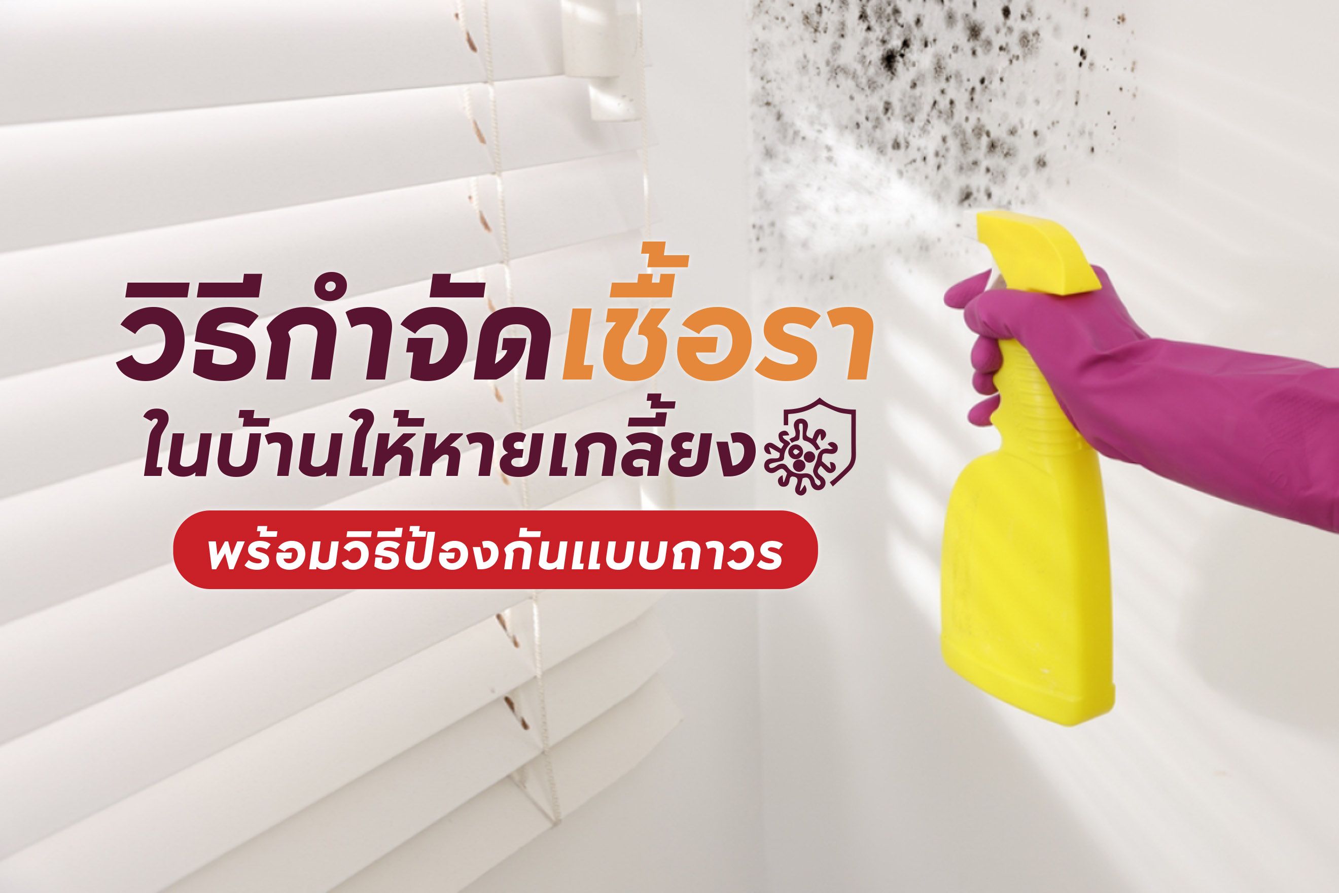 วิธีกำจัดเชื้อราในบ้านให้หายเกลี้ยง พร้อมวิธีป้องกันแบบถาวร