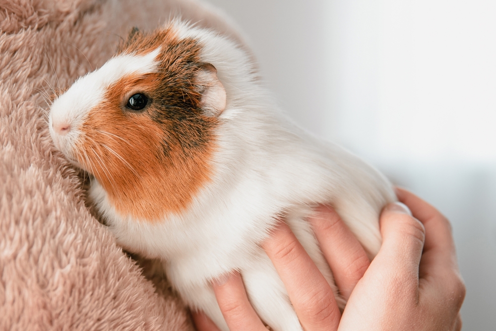 09_what-is-exotic-pet.jpg Exotic Pet หนูแกสบี (Guinea Pig)