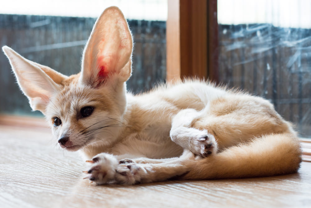 15_what-is-exotic-pet.jpg Exotic Pet เฟนเน็ค ฟ็อกซ์ (Fennec Fox)