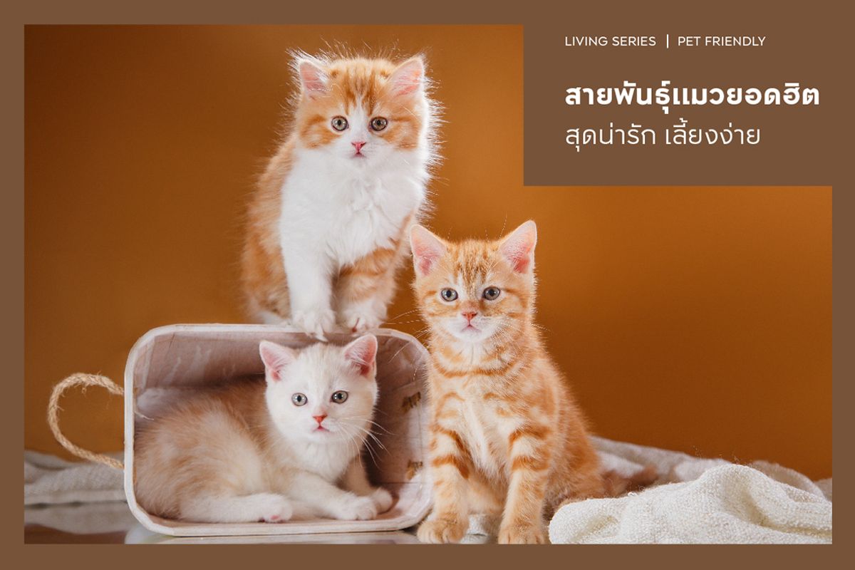 12 สายพันธุ์แมวยอดฮิต สุดน่ารัก เลี้ยงง่ายทั้งในบ้านและคอนโด