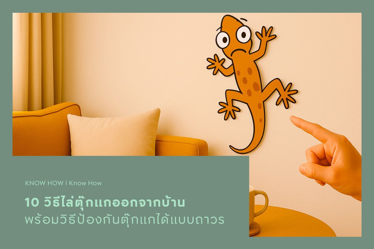 10 วิธีไล่ตุ๊กแกออกจากบ้าน พร้อมวิธีป้องกันตุ๊กแกได้แบบถาวร