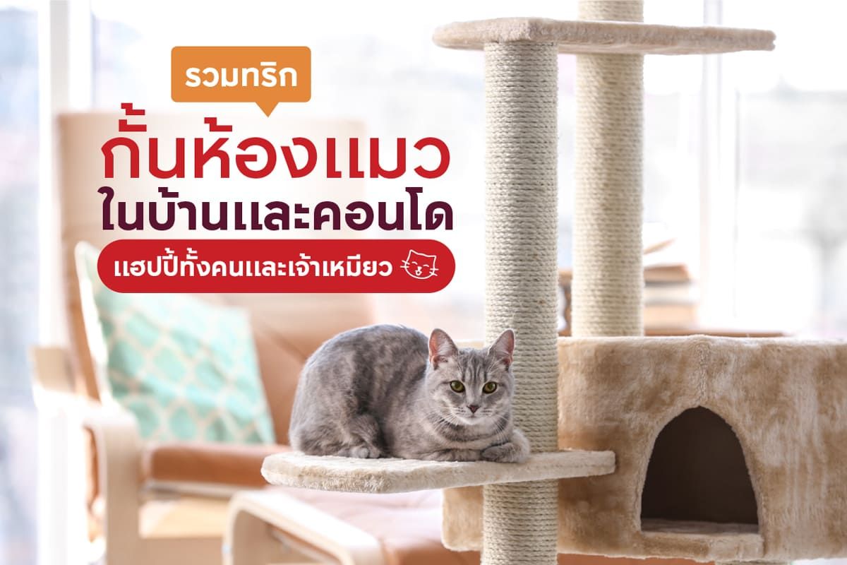 ทริกกั้นห้องแมว