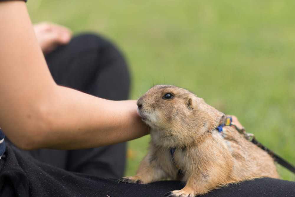 11_what-is-exotic-pet.jpg Exotic Pet แพรี่ด็อก (Prairie Dog)
