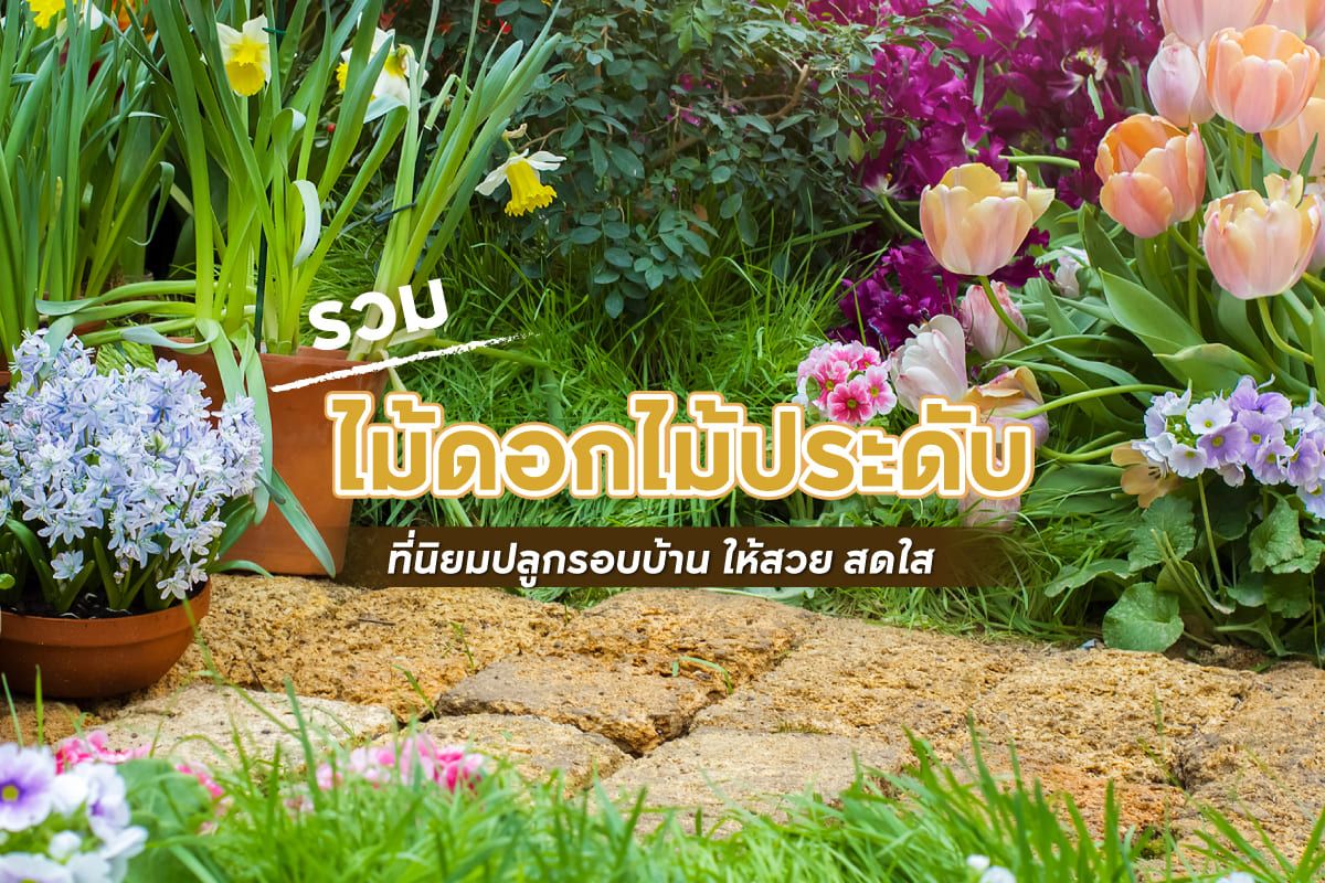 ไม้ดอกไม้ประดับทนแดด