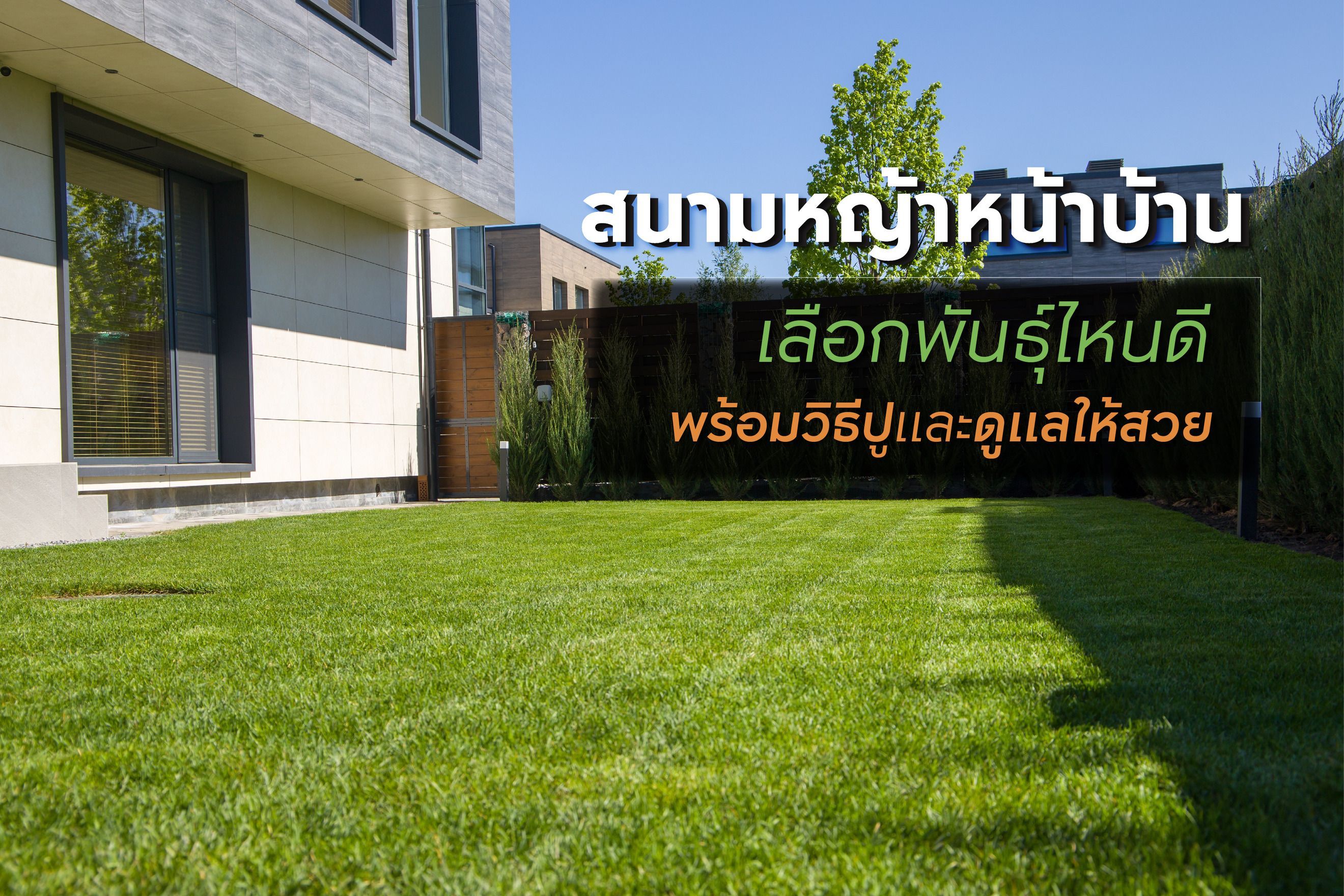 สนามหญ้าหน้าบ้าน เลือกพันธุ์ไหนดี พร้อมวิธีปูและดูแลให้สวย
