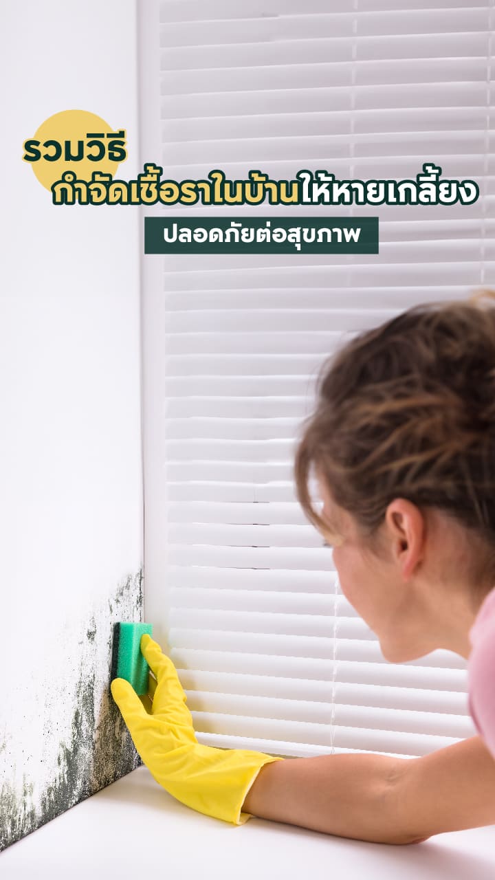 วิธีกำจัดเชื้อราในห้อง