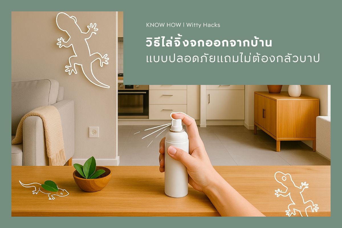 วิธีไล่จิ้งจกออกจากบ้าน แบบปลอดภัยแถมไม่ต้องกลัวบาป