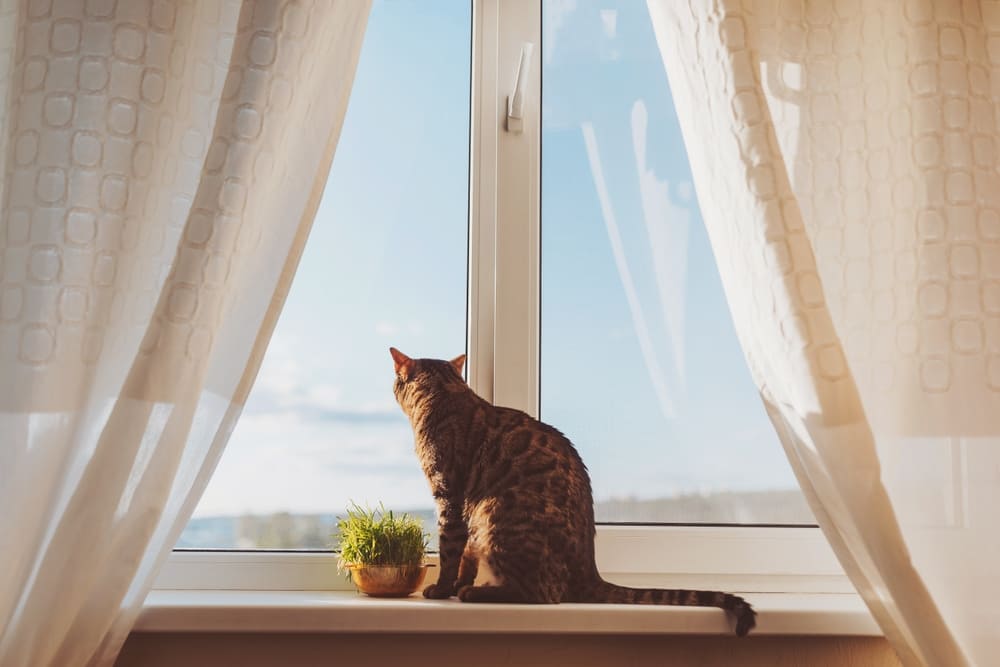 น้องแมวนั่งอยู่ริมหน้าต่างของคอนโด