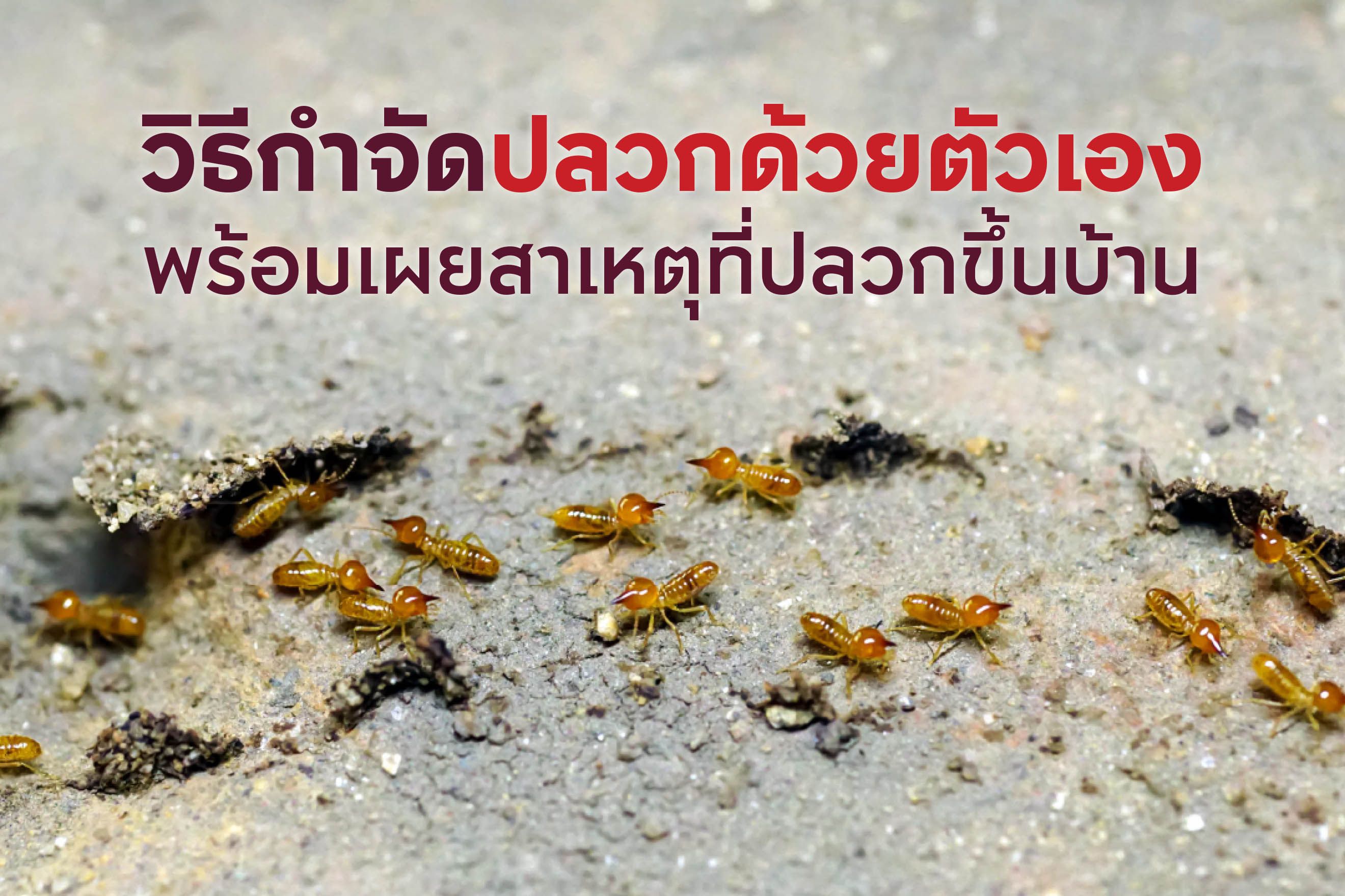 10 วิธีกำจัดปลวกด้วยตัวเอง พร้อมเผยสาเหตุที่ปลวกขึ้นบ้าน