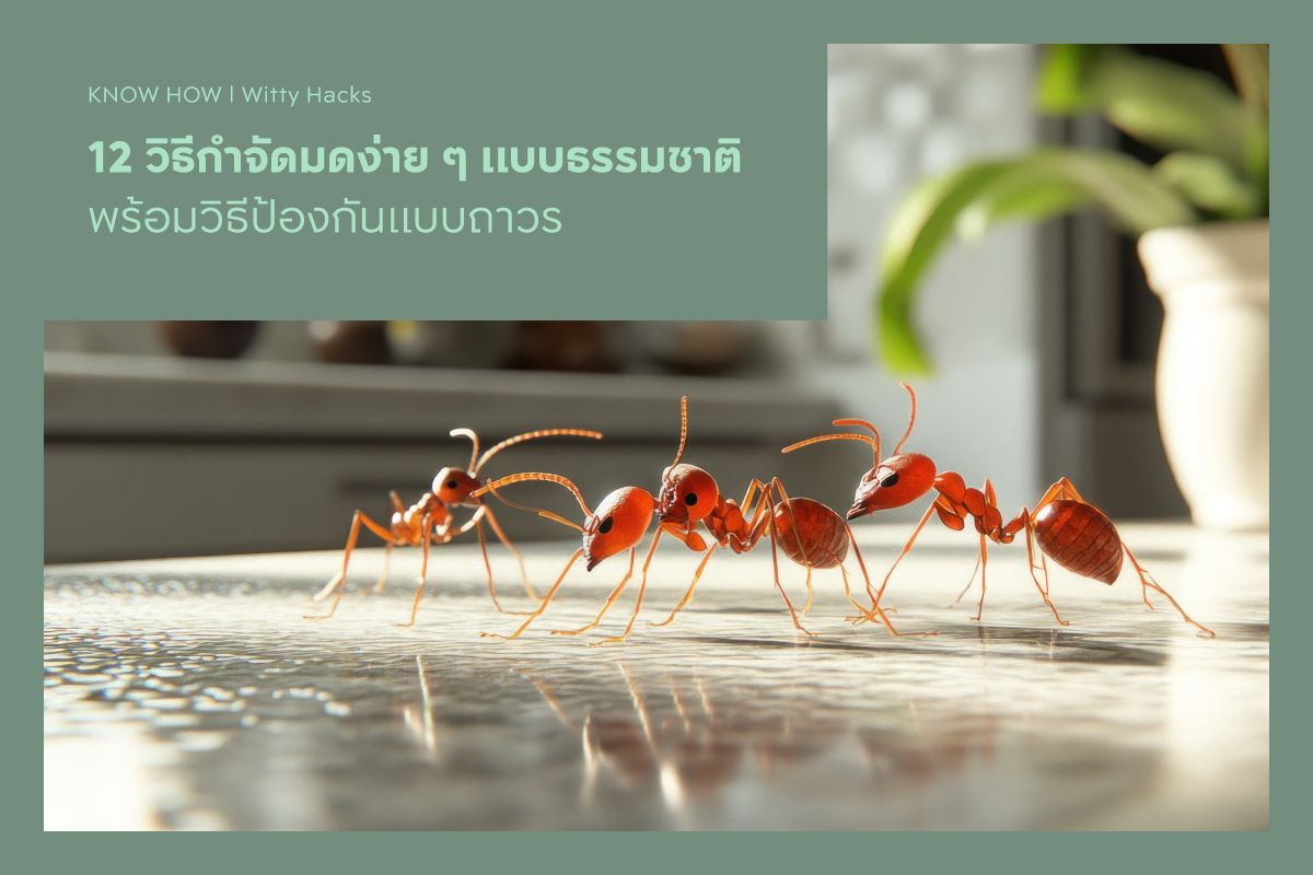 12 วิธีกำจัดมดง่าย ๆ แบบธรรมชาติ พร้อมวิธีป้องกันแบบถาวร