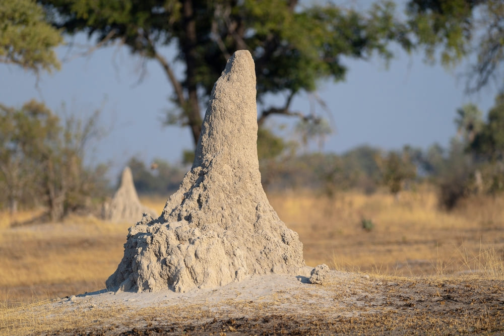 ปลวกที่อาศัยอยู่ในจอมปลวก (Mound-Building Termites)