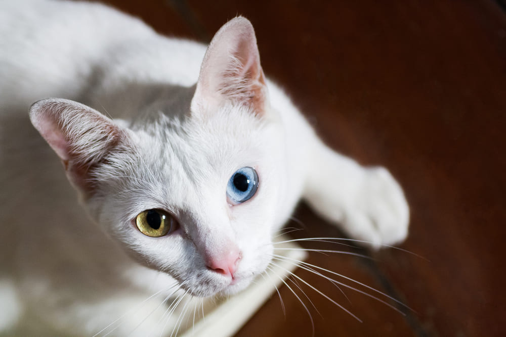 แมว สายพันธุ์ ขาวมณี (Khao Manee)