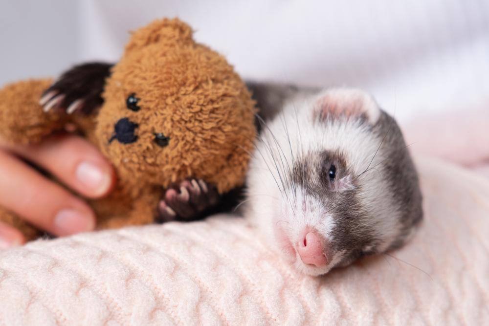 01_what-is-exotic-pet.jpg Exotic Pet น่ารัก เฟอเรท (Ferret)