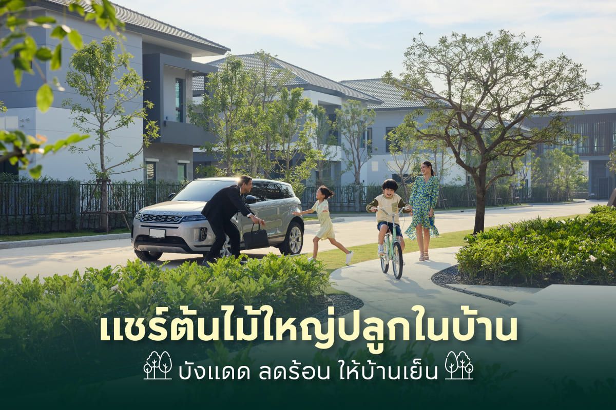 12 ต้นไม้ใหญ่ปลูกในบ้าน